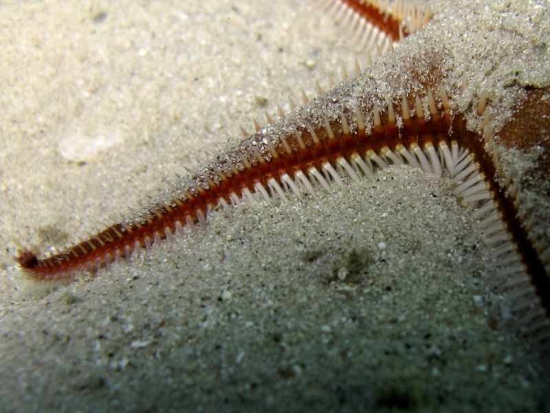 Astropecten bispinosus (Otto, 1823)